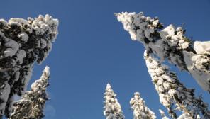 Mitk&auml; ovat usein kysytyt kysymykset mets&auml;hallituslain uudistuksesta?