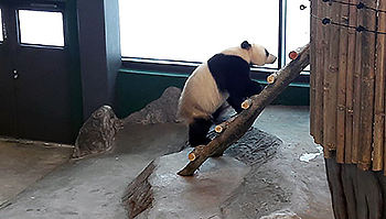 Pandakoiras Hua Bao eli Pyry tutustuu uuteen reviiriinsä Ähtärin Pandatalossa. Kuva: Jaana Husu-Kallio
