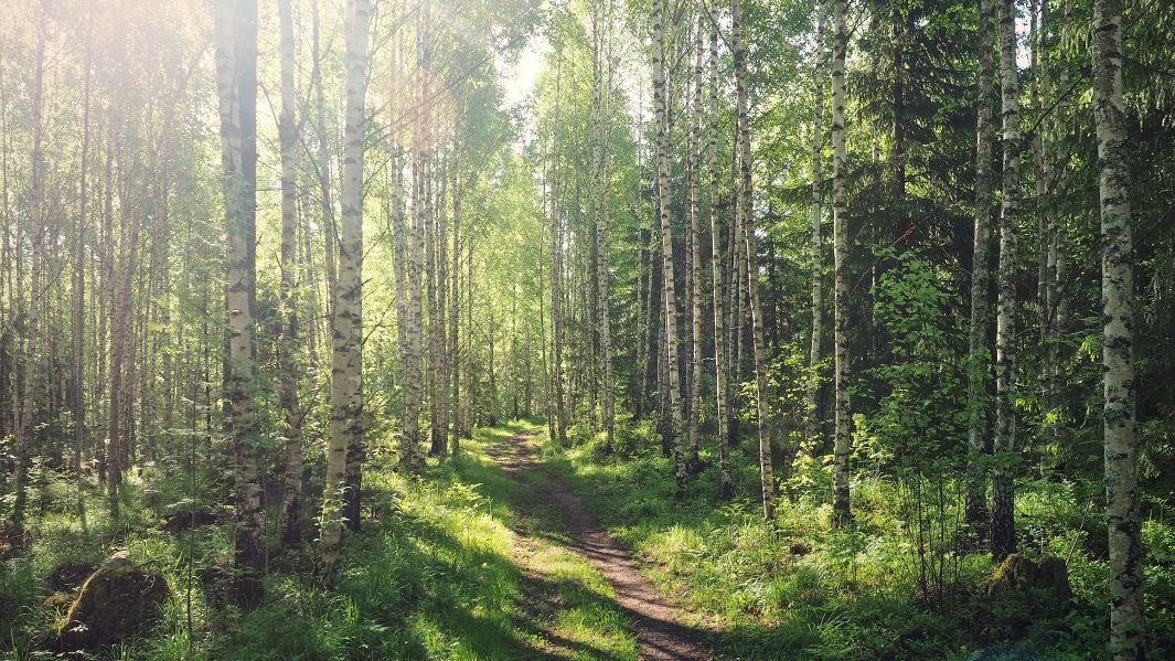 Aurinkoinen sekametsä ja metsätie välissä