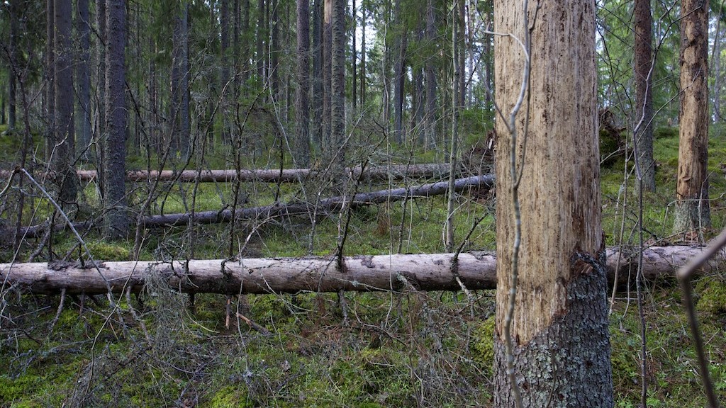 Kirjanpainajatuhoja mäntymetsässä
