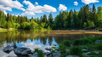 kesäinen lampi ja taustalla metsää