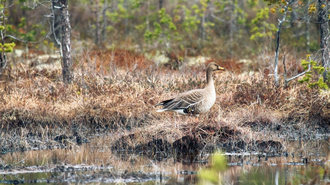 Metsähanhi suoympäristössä