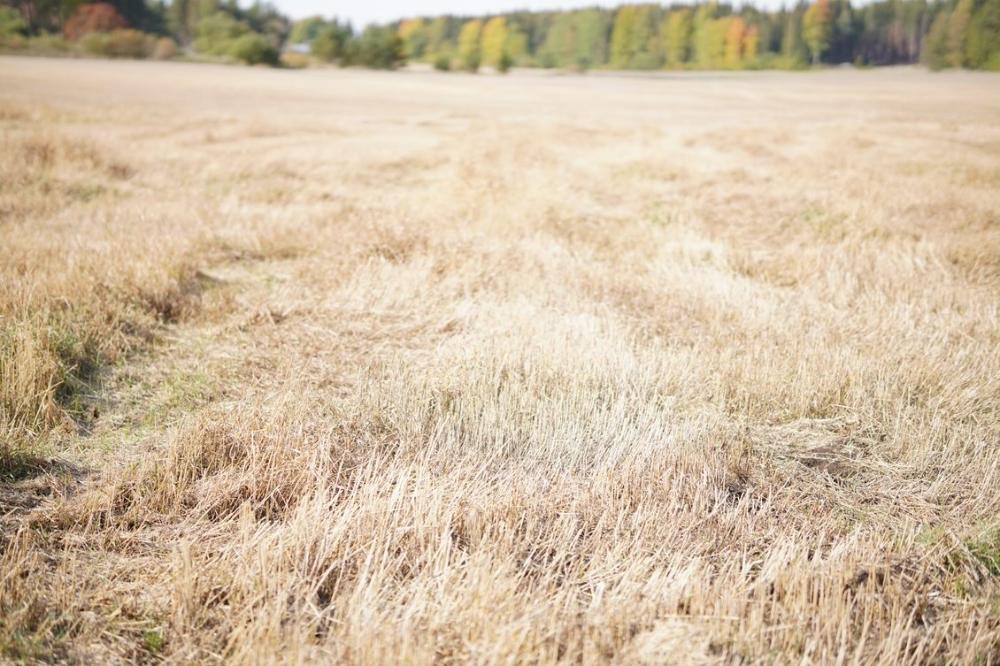 Hiilestä kiinni -aamukahviwebinaari, teemana ilmastokestävä maatalous turvemailla