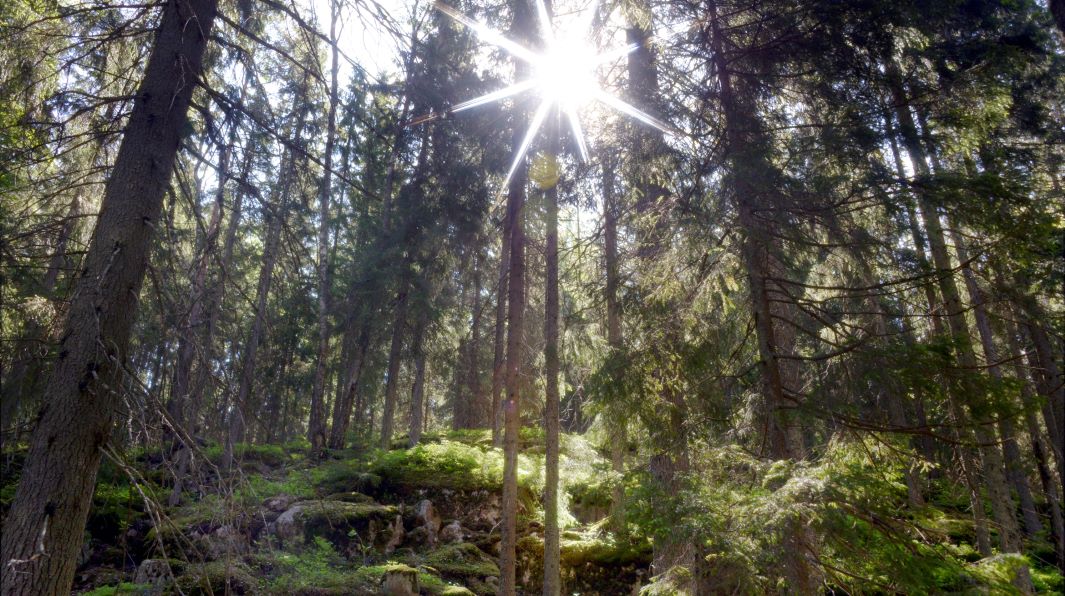 aurinko puiden välissä kallioisessa metsässä