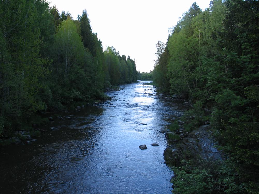 Joki, jota rajaa molemminpuolin metsä.