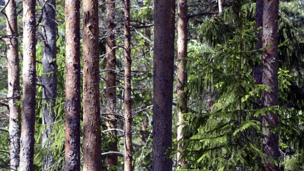 Kesäsäässä koivun, männyn, kuusen ja muiden puiden runkoja rivissä