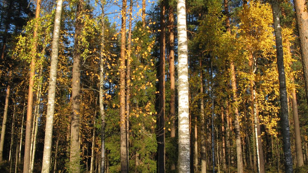 Ruskainen sekametsä ja puiden runkoja