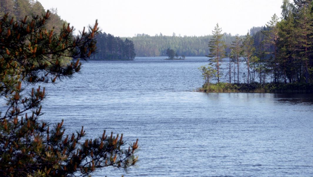 Kuva virtaavasta vesistöstä ja metsästä