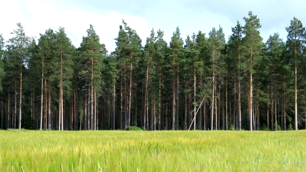 metsään raivattu pelto