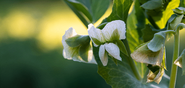 Webinaari: Luonnon monimuotoisuus elintarvikehankinnoissa