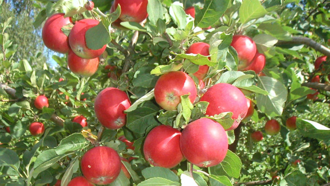 Punaisia, terveitä omenoita