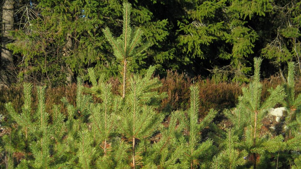 Joutoalueiden Metsitystuki Päättyy - Siirtymävaihetta Koskeva ...