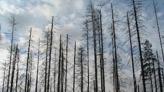 Varautumista metsäpaloihin tehostetaan