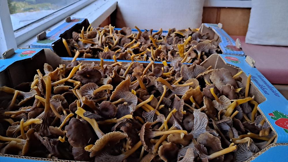 Voisiko Suomi olla sienitalouden suurmaa? -ammattilaistapahtuma tiistaina 13.1.2026