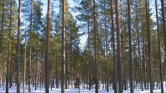 Metsätieto ja sähköiset palvelut -hanke nykyaikaisti metsätiedon