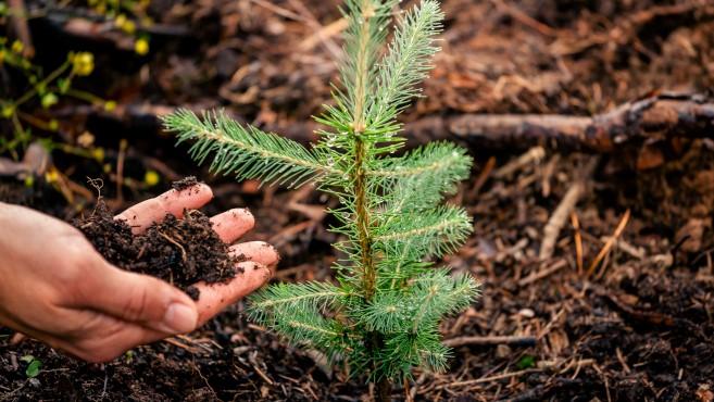 Metsien rooli muuttuvassa ilmastossa -webinaari