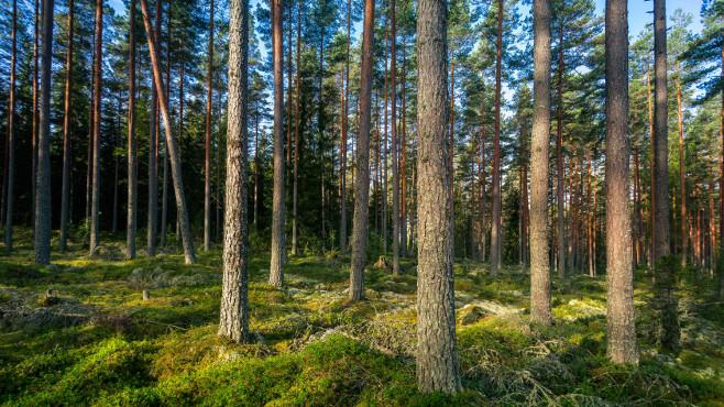 Lausunnoille lähtevän uuden Kansallisen metsästrategian (KMS2035) esittely