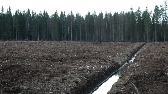 Sidosryhmäkeskustelu EU:n metsäkatolakialoitteesta
