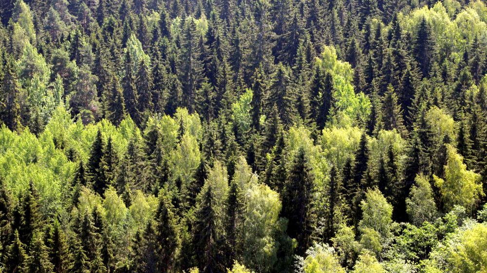 Kansallinen metsästrategia 2035 -paneelikeskustelu: Metsäala ja vastuullisuus