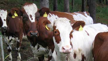 Ryhmä lehmiä laitumella