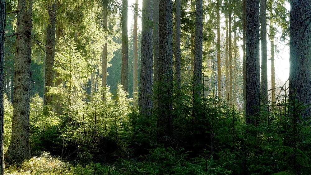 Puusta on moneksi - Kansallisen metsästrategian paneelikeskustelu