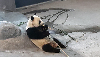 Ähtärin eläinpuiston pandanaaras Jin Baobao aterioimassa. Kuva Jaana Husu-Kallio