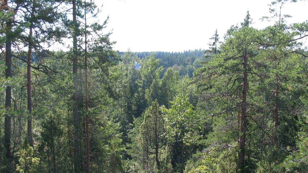 Metsämaisema.