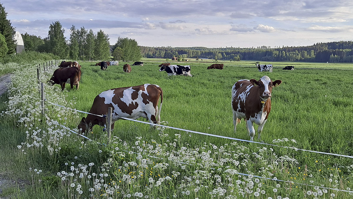Lehmia seisoo ja laiduntaa kesalla vehrealla laitumella.