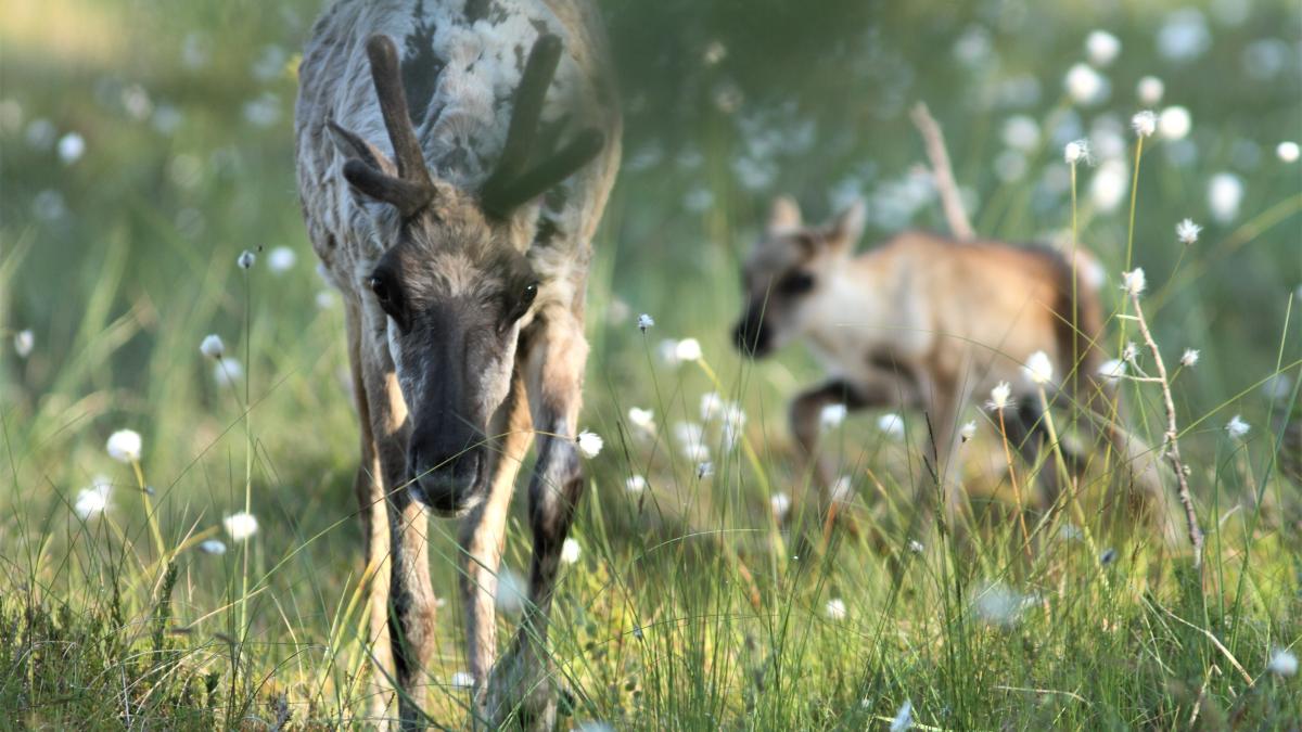 Metsäpeuravaadin vasansa kanssa Lauhanvuoren totutustarhassa kesäkuussa 2022.