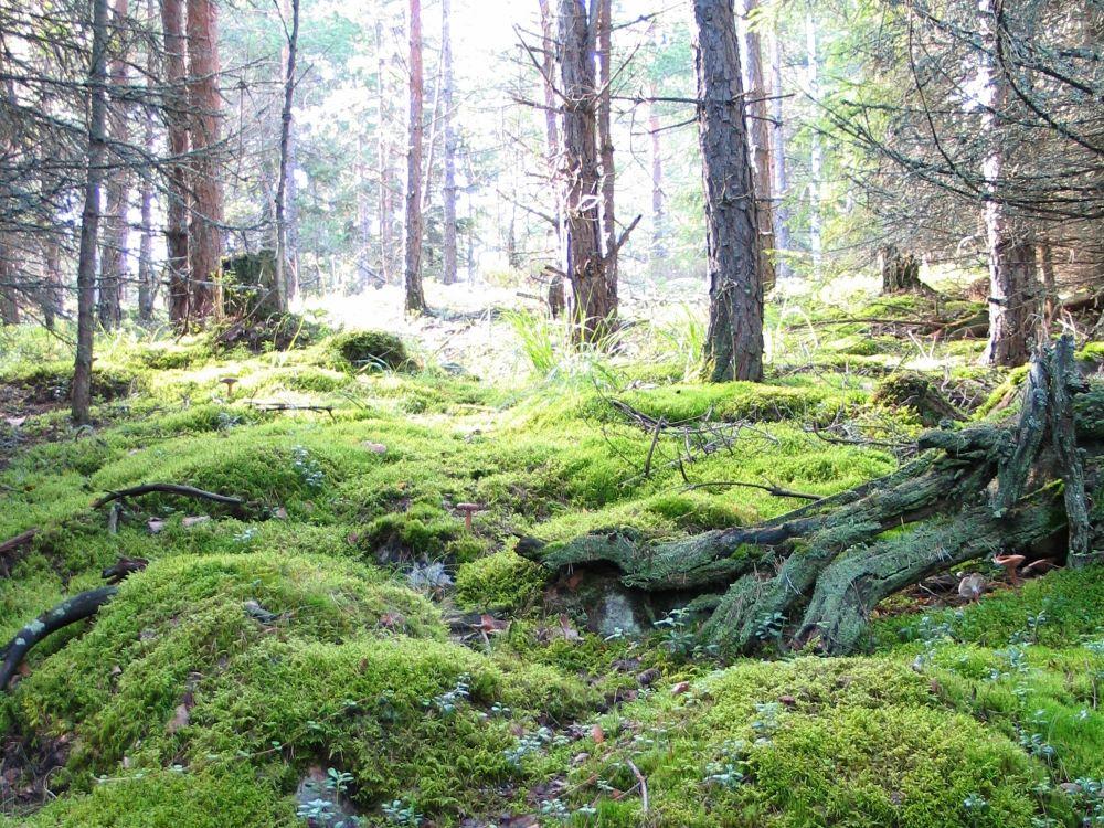 Luonnonläheisemmän metsänhoidon webinaari