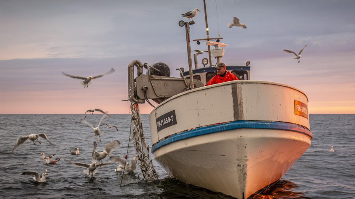 Troolari nostaa silakkaa merellä