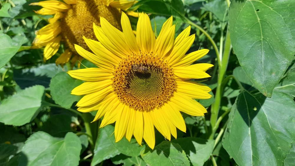 Mehiläisalan tapaaminen