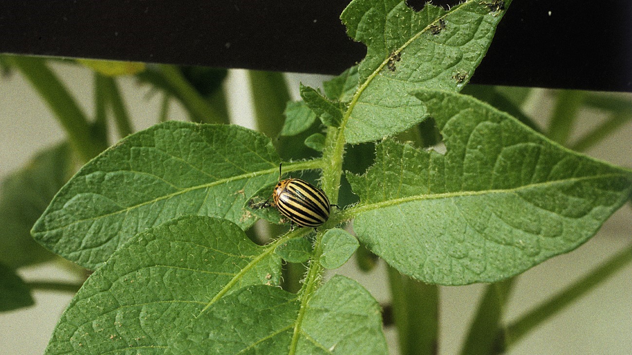 Koloradonkuoriainen.
