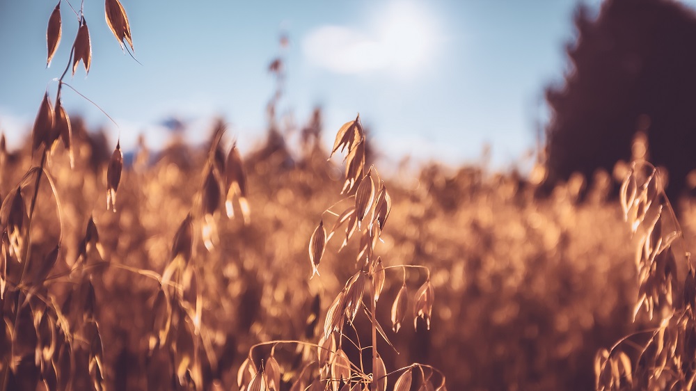 Kauraa auringonvalossa