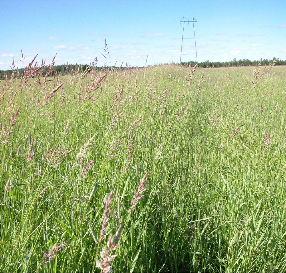 Ruokohelpikosteikkoviljelmä Haapalan tilalla