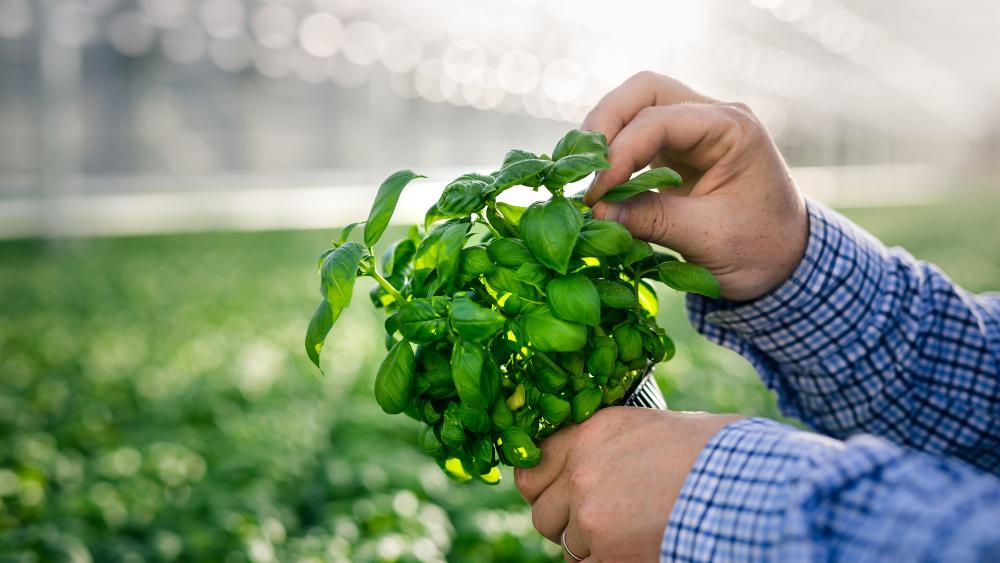 CAP post-27: Tuottajaorganisaatiotuet