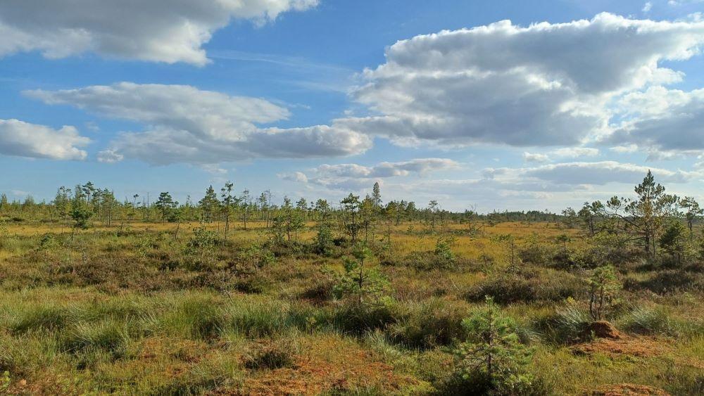 Tulevaisuuden turvemaat – keskustelutilaisuudet ennallistamisesta ja uusista ratkaisuista: Tornio