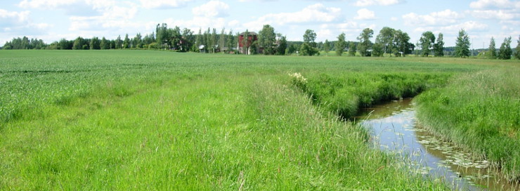 Suojavyöhykettä Lepsämäjoella.
