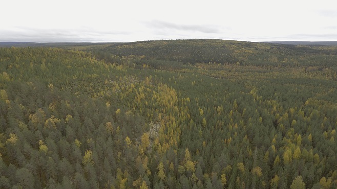 Foto av skogarna i Kainuu