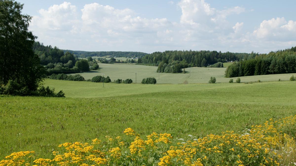 Kesäinen peltomaisema