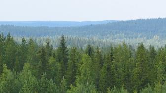 Metsädebatissa vilkasta keskustelua metsien kestävästä käytöstä
