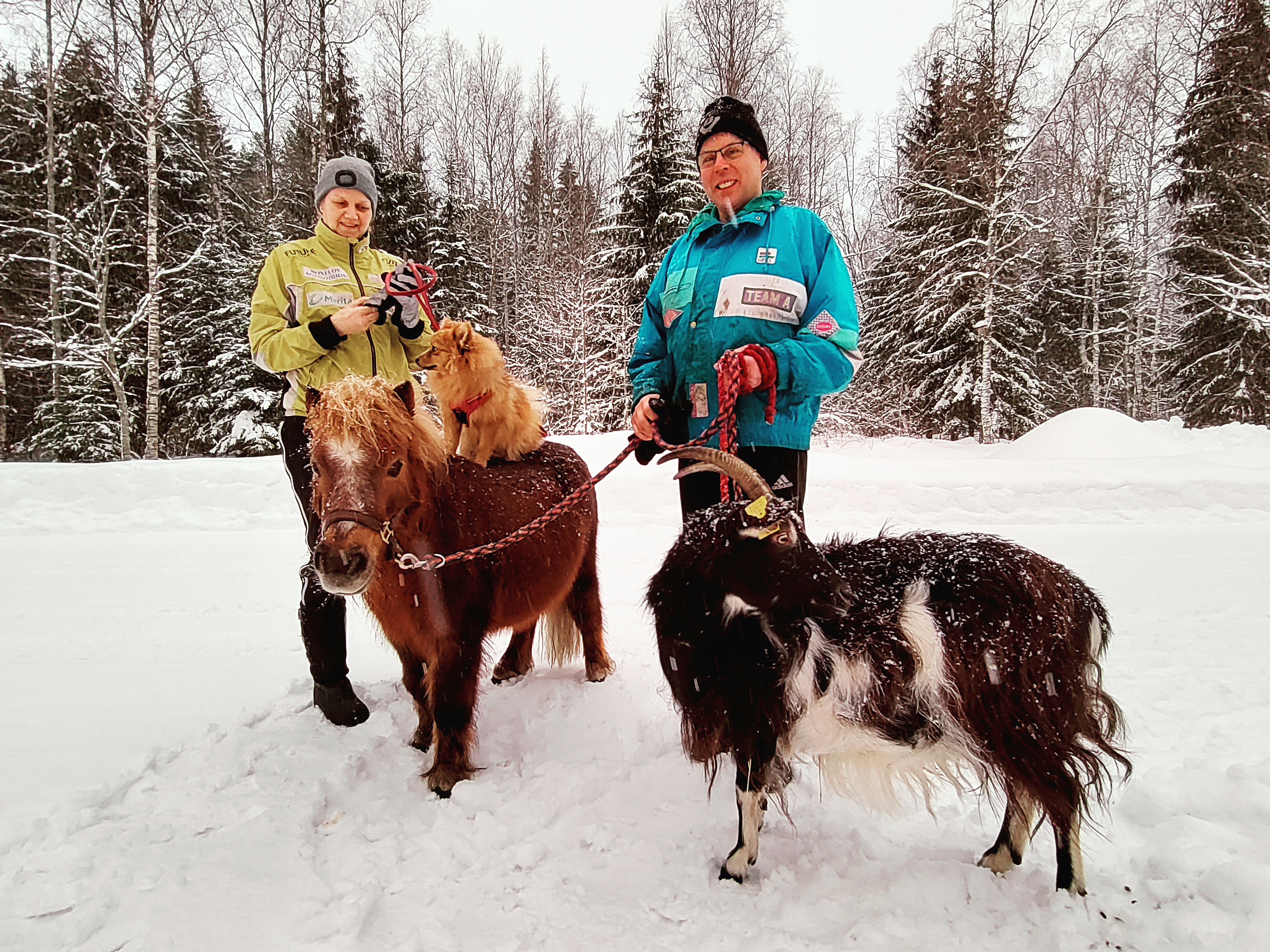 Seinäjokiset Katariina ja Reijo Saarela, Hali-koira ja minihevonen Donna sekä neitsytlypsäjä suomenvuohi Tuhkimo lähdössä kävelylle helmikuussa 2022