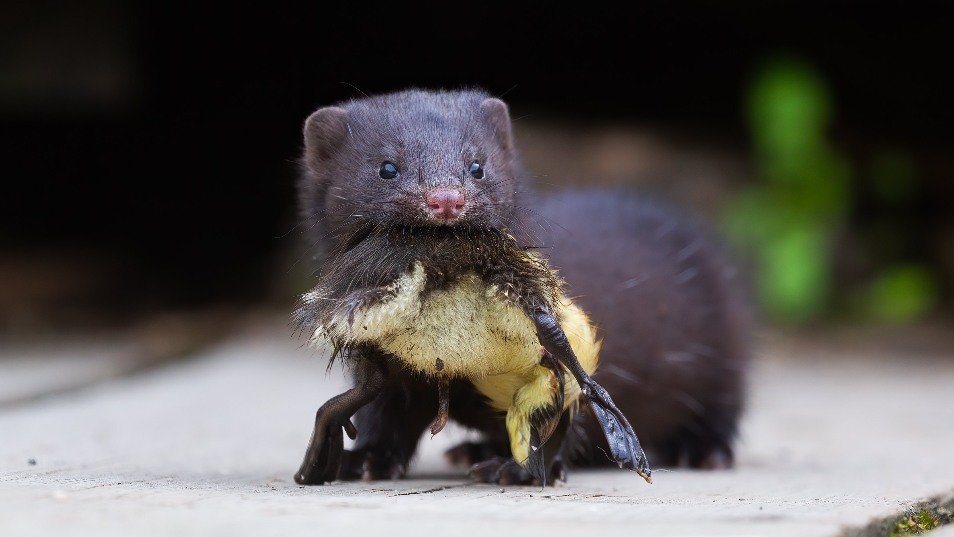 Minkki tappaa aikuisia vesilintuja ja niiden poikasia. Helmi-vieraspetohankkeessa pyritään tehostamaan minkin pyyntiä. Kuva: Tomas Kansanaho