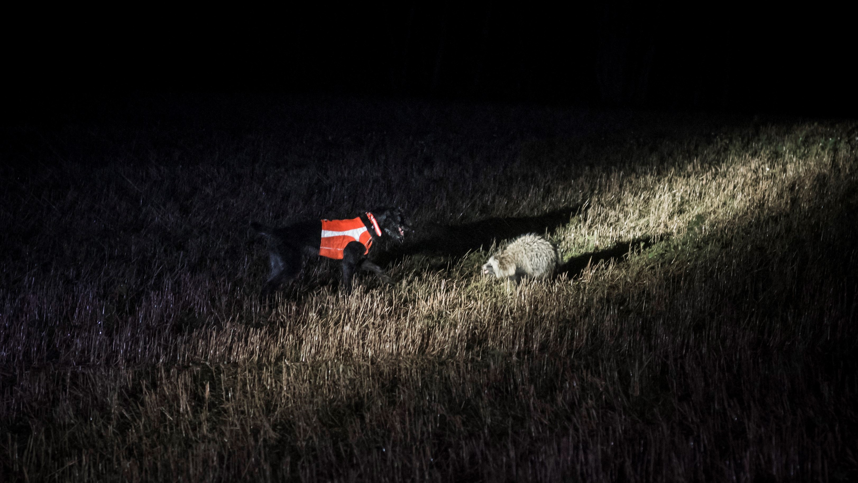 Supikoirien pintapyynnissä koira pysäyttää löytämänsä supikoiran haukullaan. Liikkeellä ollaan usein öiseen aikaan. Kuva: Ville Kankare