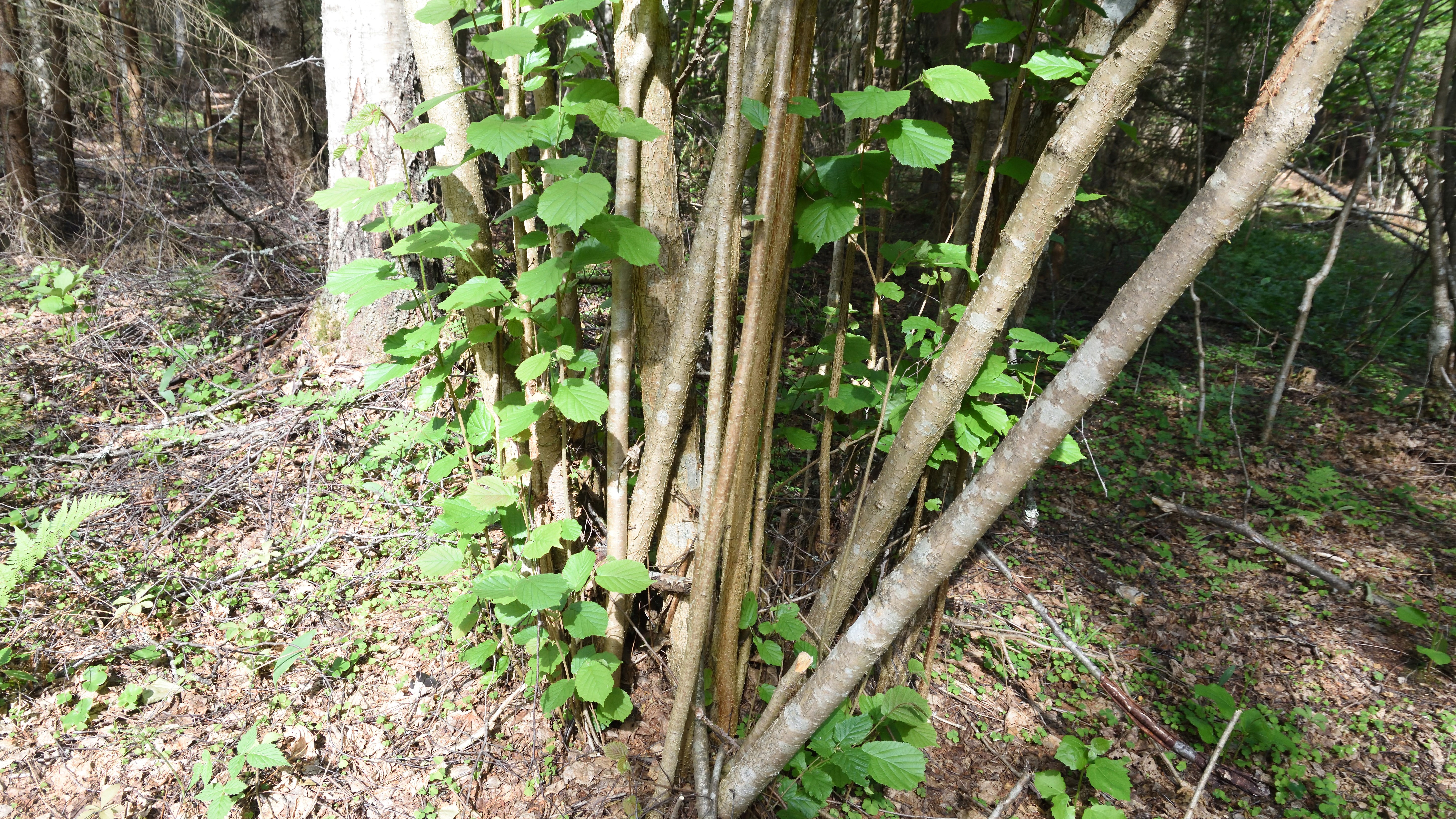 Pähkinäpensas on kasvattanut uusia vesoja lehdossa hoitotyön jälkeen. Kuva: Outi Tehomaa