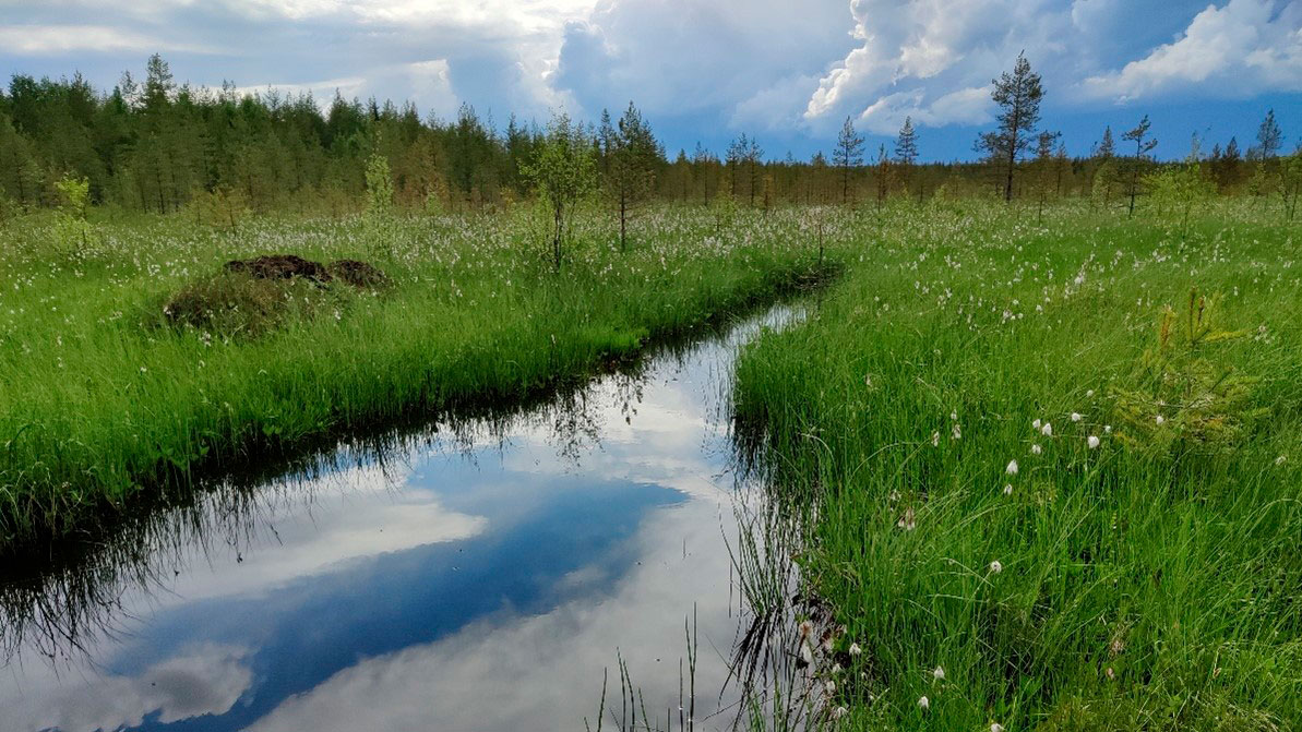 Kuvassa suo, jossa vesiuoma.